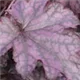 heuchera-blackberry-jam100.jpg