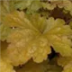 heuchera-coffee-bean100.jpg