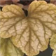 heuchera-champagne100.jpg