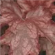 heuchera-chateau-rouge100.jpg