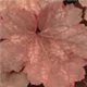 heuchera-cherry-cola100.jpg