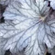 heuchera-cinnabar-silver100.jpg