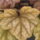 heuchera-circus100.jpg