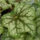 heuchera-dales-strain100.jpg