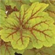 heuchera-electra100.jpg