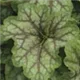 heuchera-emerald-queen100.jpg