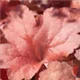 heuchera-fire-alarm-100.jpg