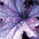 heuchera-forever-purple100.jpg