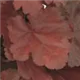 heuchera-forever-red100.jpg