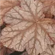 heuchera-frosted-flame100.jpg