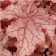 heuchera-georgia-peach100.jpg