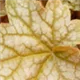 heuchera-ginger-ale100.jpg