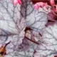 heuchera-glitter100.jpg