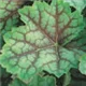 heuchera-green-spice100.jpg