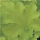 heuchera-lime-marmalade100.jpg