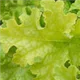 heuchera-lime-ruffles100.jpg