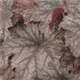 heuchera-frost100.jpg