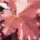 heuchera-blondie100.jpg