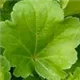 heuchera-blondie-in-lime100.jpg