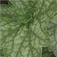 heuchera-peppermint100.jpg