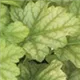 heuchera-lord-lime100.jpg