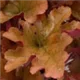 heuchera-marmalade100.jpg