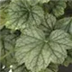 heuchera-mint-marquess100.jpg