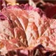 heuchera-palace-purple100.jpg