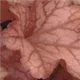 heuchera-paprika100.jpg