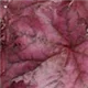 heuchera-plum-royale100.jpg