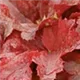 heuchera-root-beer100-.jpg