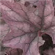 heuchera-seasons-king100.jpg