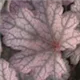 heuchera-silver-lord100.jpg