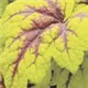 heuchera-stoplight100.jpg