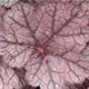 heuchera-sugar-frosting100.jpg