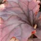 heuchera-sugar-plum100.jpg