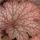 heuchera-sweet-princess100.jpg