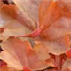 heuchera-timeless-orange100.jpg