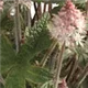 tiarella-pink-torch100.jpg