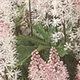 tiarella-spring-symphony100.jpg