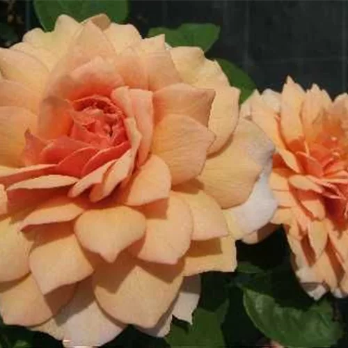 Strauchrose 'Grace'®