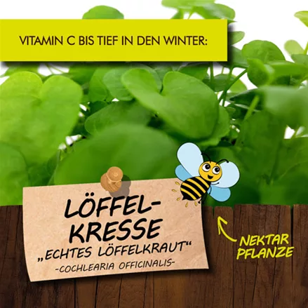 Bio Löffelkresse 'Echtes Löffelkraut'