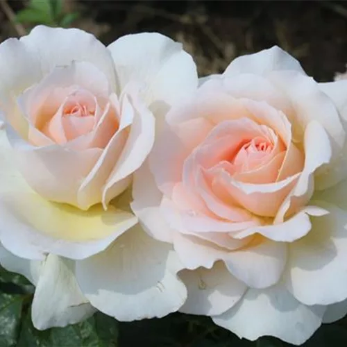 Edelrose 'Chandos Beauty'®