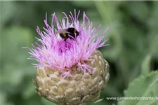 Flockenblume 'Pulchra Major' 1,3 Liter Topf