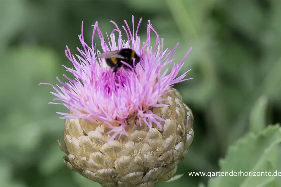 Flockenblume 'Pulchra Major' 1,3 Liter Topf