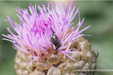 Flockenblume 'Pulchra Major' 1,3 Liter Topf