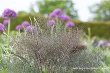 Dunkelblättriger Fenchel 'Atropurpureum' 1 Liter Topf