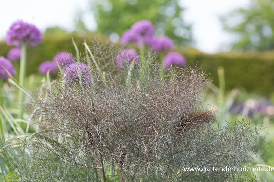 Dunkelblättriger Fenchel 'Atropurpureum' 1 Liter Topf