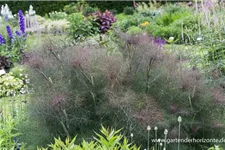 Dunkelblättriger Fenchel 'Atropurpureum' 1 Liter Topf