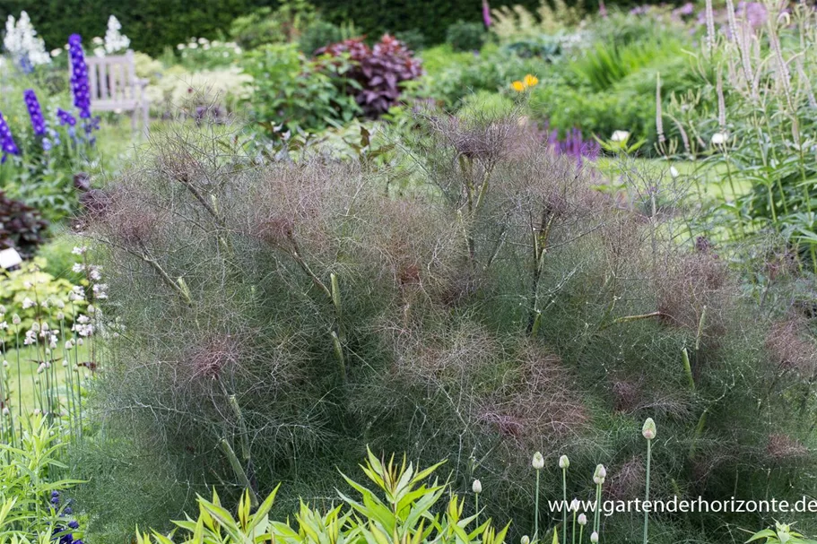 Dunkelblättriger Fenchel 'Atropurpureum' 1 Liter Topf